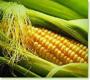خواص دارویی و آرام بخش ذرت 